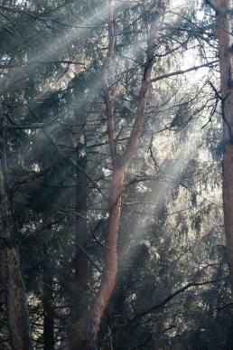 Sonnenstrahlen im Teutoburger Wald - Nadja Jacke Photography