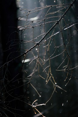 Sonnenstrahlen im Teutoburger Wald - Nadja Jacke Photography