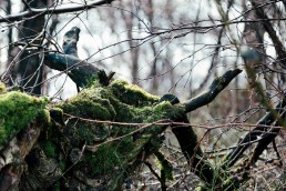 Kreaturen im Teutoburger Wald