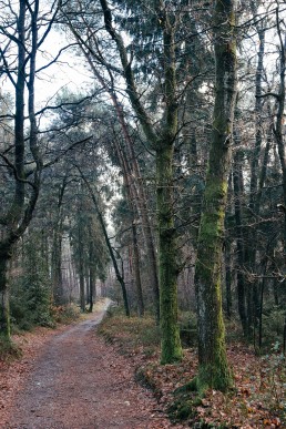 Teutoburger Wald tecklenburg Wildes Ostwestfalen