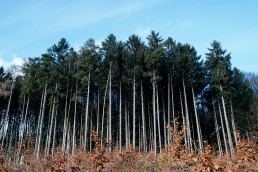 Teutoburger Wald - Wildes Ostwestfalen - Nadja Jacke