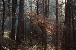 Teutoburger Wald Dörenther Klippen tanzen