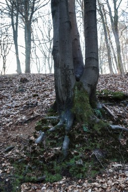 Teutoburger Wald Dörenther Klippen Rotbuche