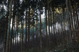 Teutoburger Wald Dörenther Klippen