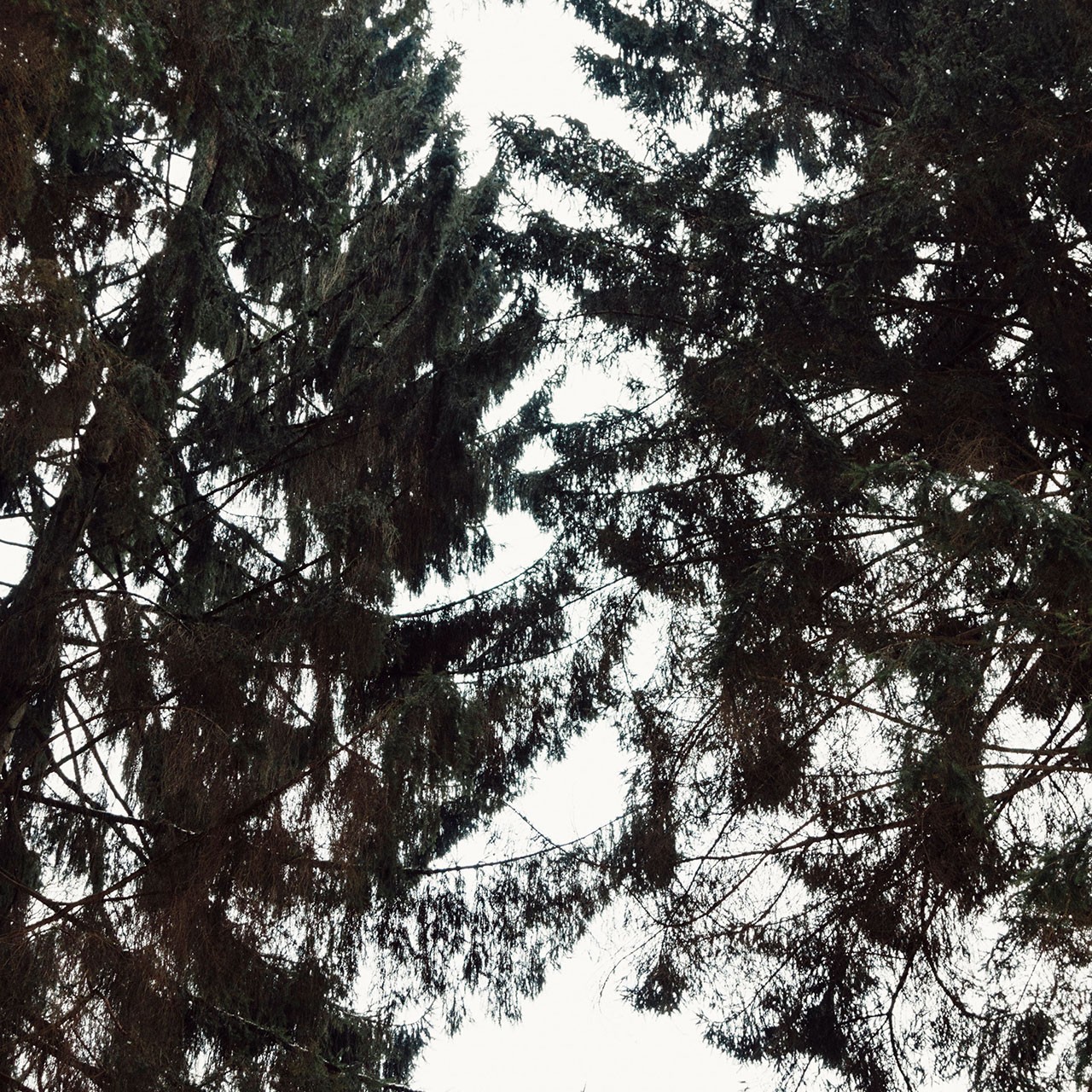 Baumkronen der Nadelbäume